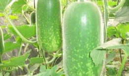 南京大瓜爆料视频最新一期,揭秘一期惊人内幕